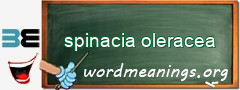WordMeaning blackboard for spinacia oleracea